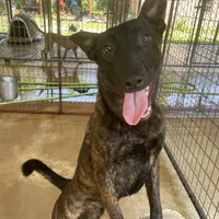 Robbie's Girl, a female Belgian Malinois and Dutch Shepherd for sale in Konawa, OK – Photo 1 of 8