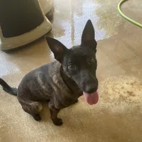 Robbie's Girl, a female Belgian Malinois and Dutch Shepherd for sale in Konawa, OK – Photo 2 of 8