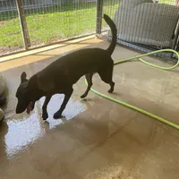 Robbie's Girl, a female Belgian Malinois and Dutch Shepherd for sale in Konawa, OK – Photo 4 of 8