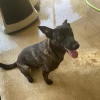 Robbie's Girl, a female Belgian Malinois and Dutch Shepherd for sale in Konawa, OK – Photo 5 of 8