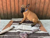 Jewel's Blue Male, a male Belgian Malinois for sale in Konawa, OK – 5 of 8