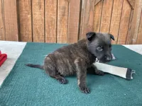 Sonja's Red Male, a female Dutch Shepherd for sale in Konawa, OK – 2 of 8