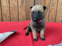 Sonja's Pink Girl, a female Dutch Shepherd for sale in Konawa, OK – 7 of 10