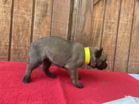 Jewels' yellow female, a female Belgian Malinois for sale in Konawa, OK – 2 of 8