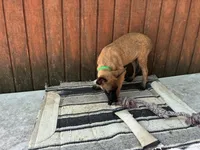 Jewels' Green Female , a female Belgian Malinois for sale in Konawa, OK – 5 of 8