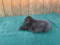 Robbie's orange male, a male Dutch Shepherd for sale in Konawa, OK – Photo 3 of 10