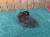 Robbie's orange male, a male Dutch Shepherd for sale in Konawa, OK – Photo 4 of 10