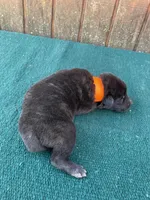 Robbie's orange male, a male Dutch Shepherd for sale in Konawa, OK – Photo 6 of 10