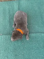 Robbie's orange male, a male Dutch Shepherd for sale in Konawa, OK – Photo 5 of 10