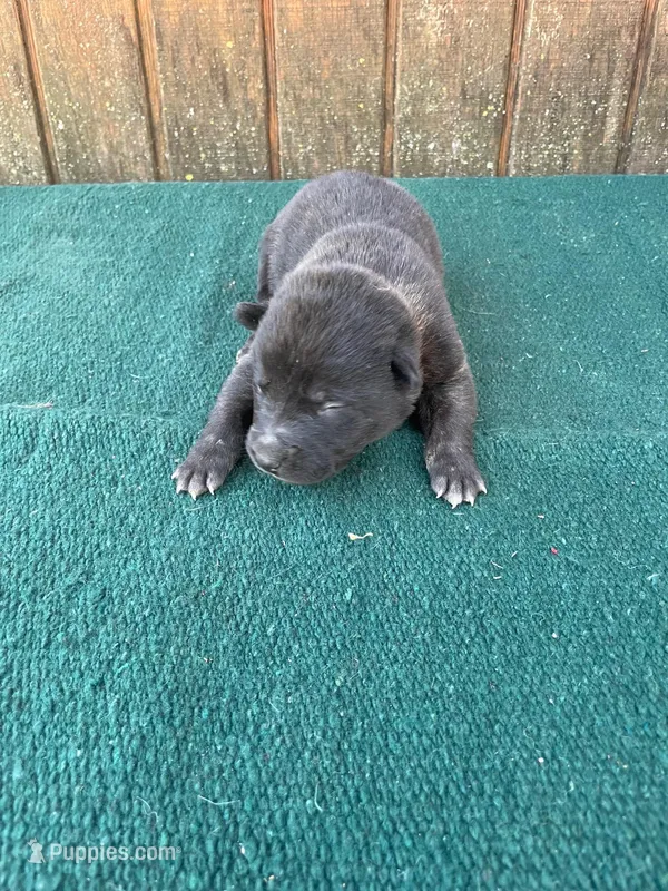 Robbie's orange male – Dutch Shepherd puppy for sale in Konawa, OK
