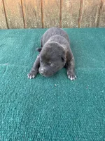 Robbie's orange male, a male Dutch Shepherd for sale in Konawa, OK – Photo 1 of 10