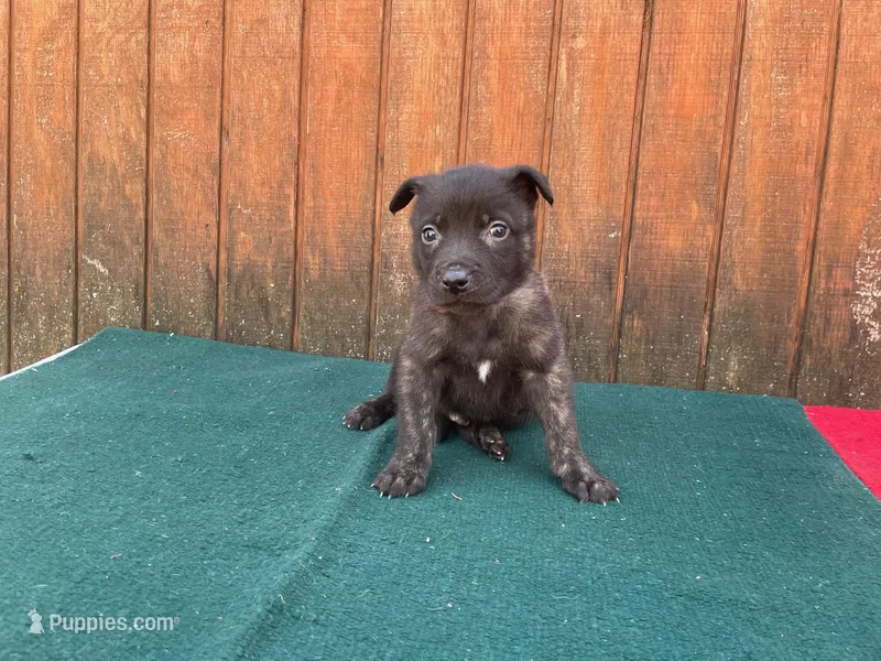 Robbie's orange male – Dutch Shepherd puppy for sale in Konawa, OK