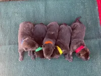 Robbie's orange male, a male Dutch Shepherd for sale in Konawa, OK – Photo 8 of 10