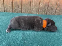 Robbie's orange male, a male Dutch Shepherd for sale in Konawa, OK – Photo 7 of 10