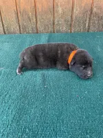 Robbie's orange male, a male Dutch Shepherd for sale in Konawa, OK – Photo 2 of 10