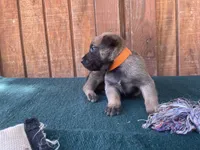 Jewels' Orange male, a male Belgian Malinois for sale in Konawa, OK – 2 of 7