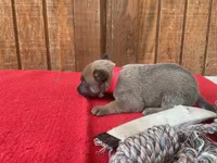 Jewels' Red Female, a female Belgian Malinois for sale in Konawa, OK – 6 of 7