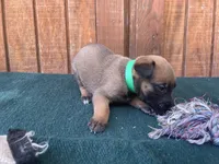Jewels' Green male, a male Belgian Malinois for sale in Konawa, OK – 4 of 8