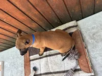 Jewel's Blue Male, a male Belgian Malinois for sale in Konawa, OK – 6 of 8
