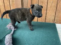 Sonja's Orange male, a male Dutch Shepherd for sale in Konawa, OK – 1 of 9