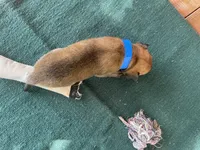 Jewels' blue male , a male Belgian Malinois for sale in Konawa, OK – 4 of 7
