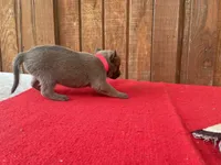 Jewels' Red Female, a female Belgian Malinois for sale in Konawa, OK – 2 of 6