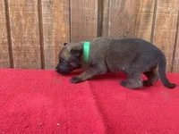 Jewels' Green Female , a  Belgian Malinois for sale in Konawa, OK – 4 of 9