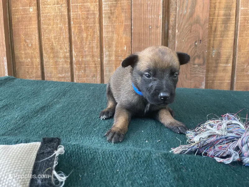 Jewels' Blue Male – Belgian Malinois puppy for sale in Konawa, OK