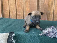 Jewels' Blue Male, a  Belgian Malinois for sale in Konawa, OK – 1 of 8