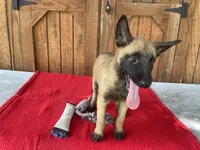 Sonja's Pink Girl, a female Dutch Shepherd for sale in Konawa, OK – 7 of 10