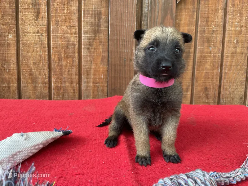 Sonja's Pink Girl – Dutch Shepherd puppy for sale in Konawa, OK