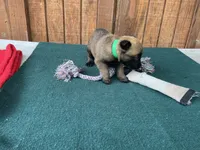 Sonja's Green Male, a male Dutch Shepherd for sale in Konawa, OK – 5 of 8