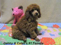 Gabby's Boy, a male Poodle - Miniature  for sale in Konawa, OK – Photo 4 of 5