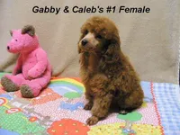 Gabby's Boy, a male Poodle - Miniature  for sale in Konawa, OK – Photo 5 of 5