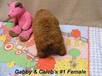Gabby's Boy, a male Poodle - Miniature  for sale in Konawa, OK – Photo 2 of 5