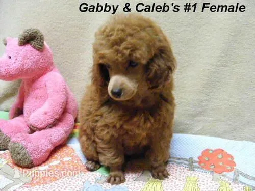 Gabby's Boy, a male Poodle - Miniature  for sale in Konawa, OK – Photo 1 of 5
