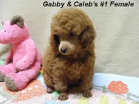 Gabby's Boy, a male Poodle - Miniature  for sale in Konawa, OK – Photo 1 of 5
