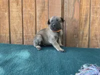 Jewels' Orange male, a male Belgian Malinois for sale in Konawa, OK – 3 of 7