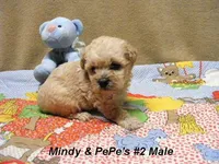 Mindy's 2M, a male Yorkipoo for sale in Konawa, OK – Photo 5 of 5