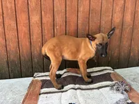 Jewel's Blue Male, a male Belgian Malinois for sale in Konawa, OK – 2 of 8