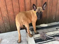 Jewels' yellow female, a female Belgian Malinois for sale in Konawa, OK – 6 of 8