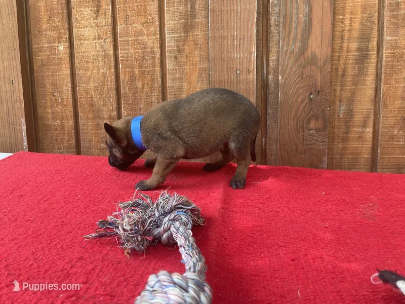 Jewels' Blue Female – Belgian Malinois puppy for sale in Konawa, OK