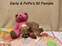 Darla's #2 female, a female Miniature Schnauzer and Yorkshire Terrier for sale in Konawa, OK – Photo 5 of 8
