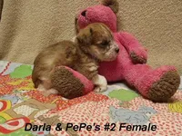 Darla's #2 female, a female Miniature Schnauzer and Yorkshire Terrier for sale in Konawa, OK – Photo 3 of 8