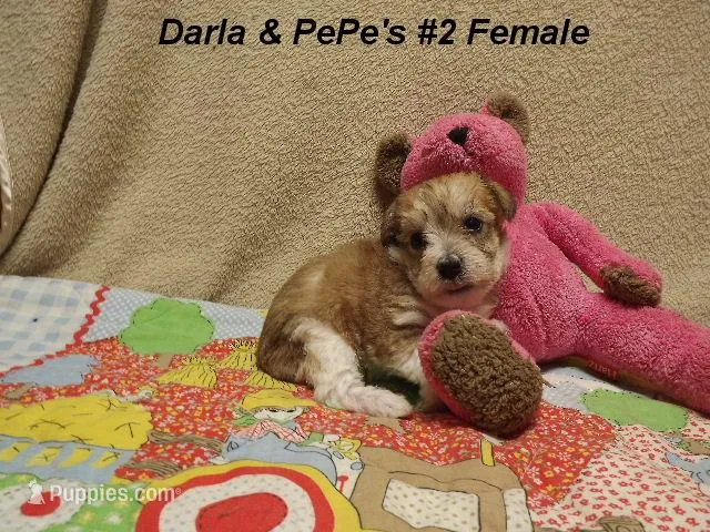 Darla's #2 female, a female Miniature Schnauzer and Yorkshire Terrier for sale in Konawa, OK – Photo 1 of 8