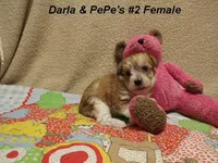 Darla's #2 female, a female Miniature Schnauzer and Yorkshire Terrier for sale in Konawa, OK – Photo 1 of 8