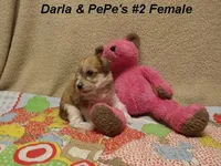 Darla's #2 female, a female Miniature Schnauzer and Yorkshire Terrier for sale in Konawa, OK – Photo 6 of 8