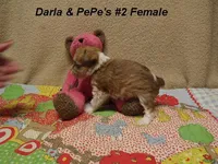Darla's #2 female, a female Miniature Schnauzer and Yorkshire Terrier for sale in Konawa, OK – Photo 2 of 8