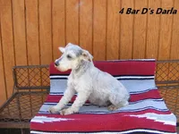 Darla's #2 female, a female Miniature Schnauzer and Yorkshire Terrier for sale in Konawa, OK – Photo 7 of 8