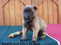 Maddie's #2 Male, a male Belgian Malinois for sale in Konawa, OK – Photo 6 of 7